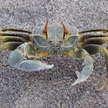 White Crab